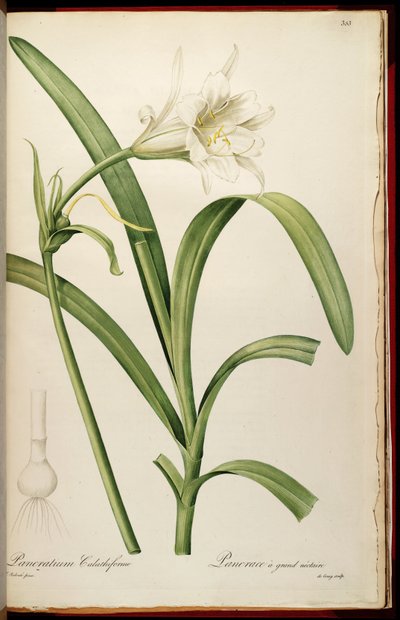 Ismene narcissiflora by Pierre Joseph Redouté